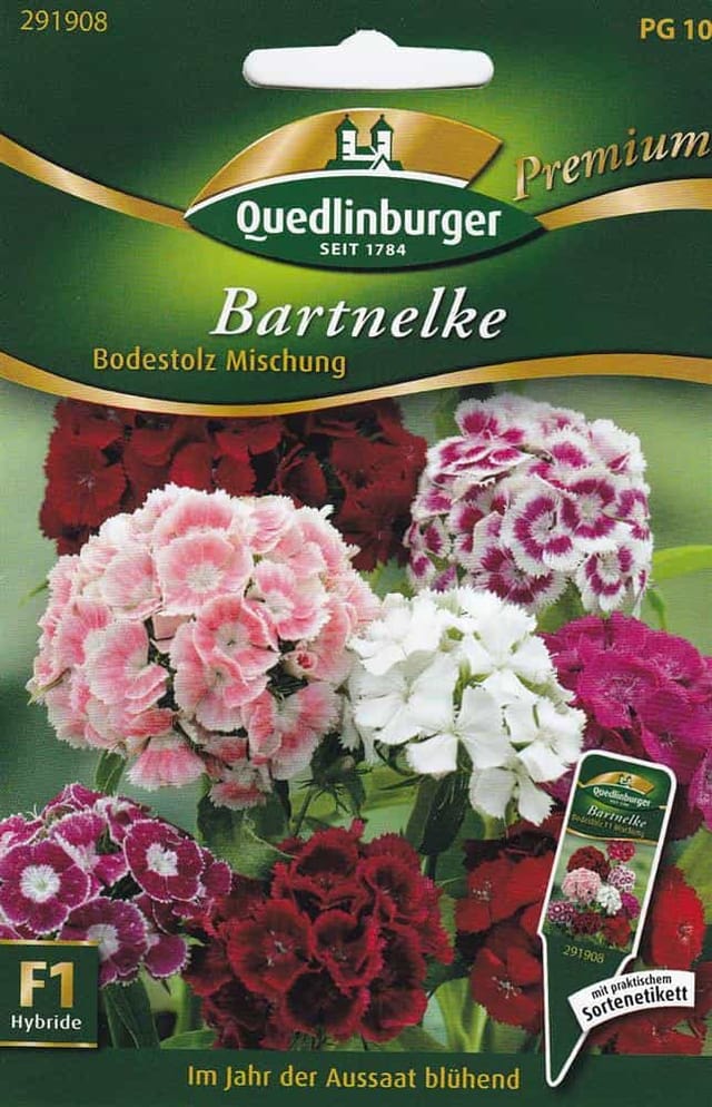 Quedlinburger Bartnelke "Bodestolz Mischung