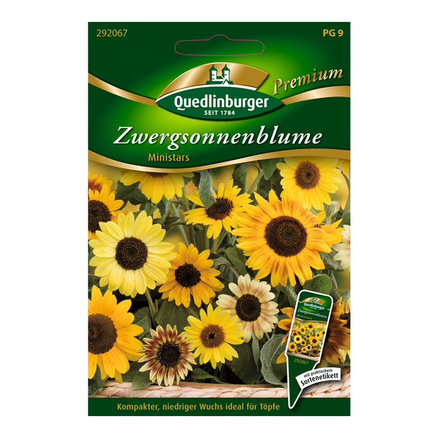 Quedlinburger Zwergsonnenblume "Ministars" 40 Stück