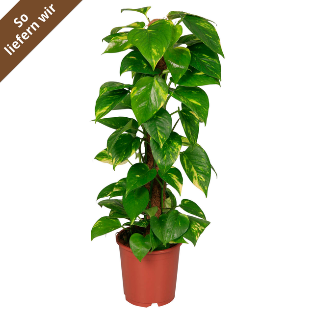toom Goldene Efeutute am Moosstab 19 cm Topf