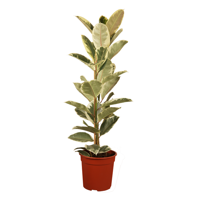 toom Gummibaum verschiedene Sorten 17 cm Topf