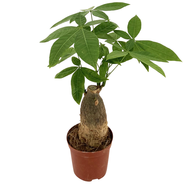 toom Glückskastanie dicker Stamm 12 cm Topf