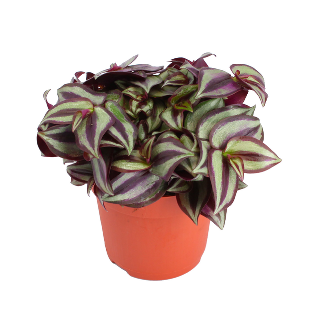 toom Dreimasterblume 'Tradescantia zebrina' 10,5 cm Topf