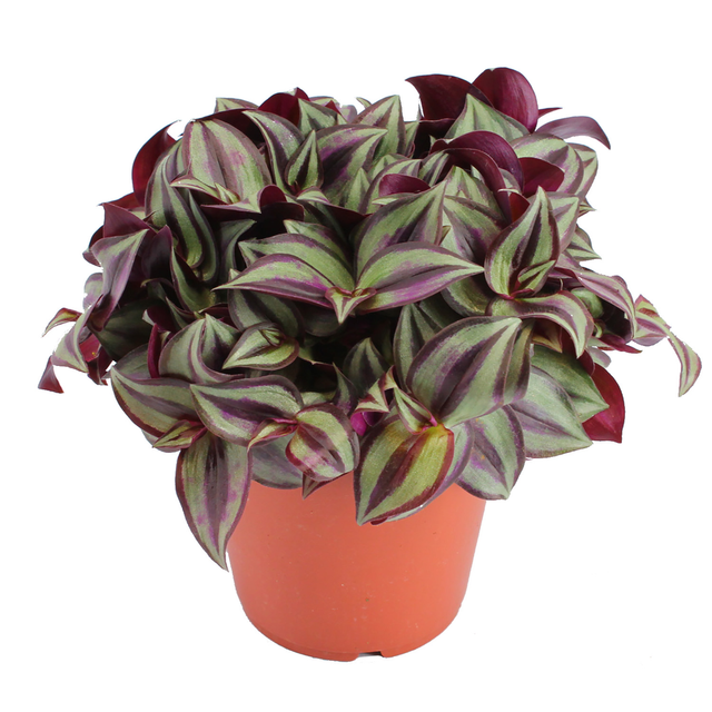 toom Dreimasterblume 'Tradescantia zebrina' 15 cm Topf