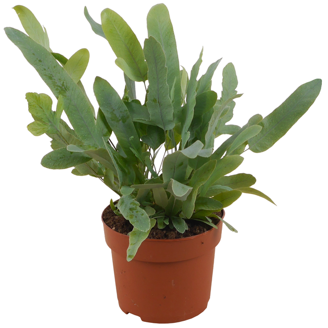 toom Goldtüpfelfarn 'Blue Star' 12 cm Topf