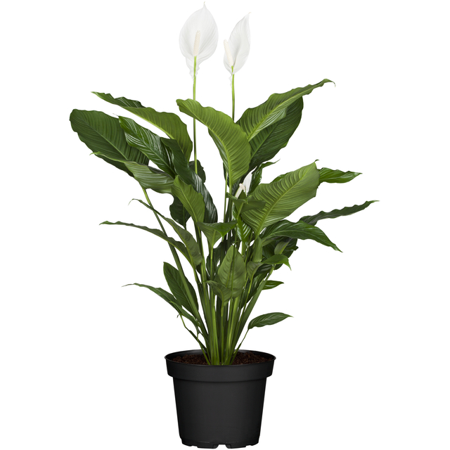 toom Einblatt 'Sweet Silvio' 17 cm Topf