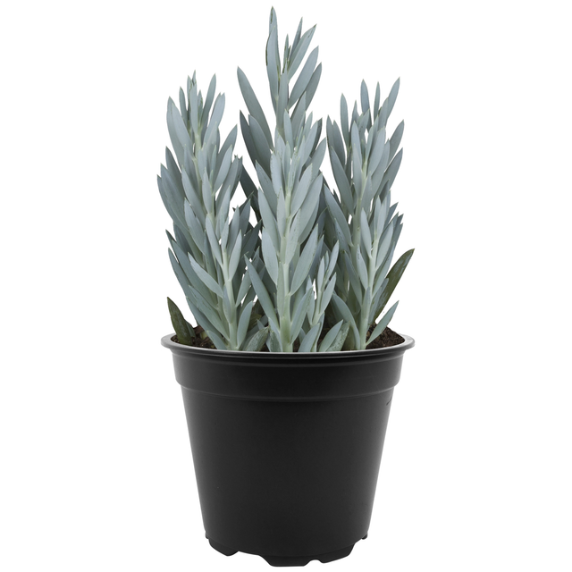toom Greiskraut 'Mount Everest' 15 cm Topf