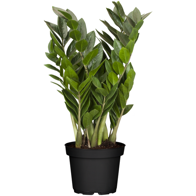 toom Glücksfeder 14 cm Topf