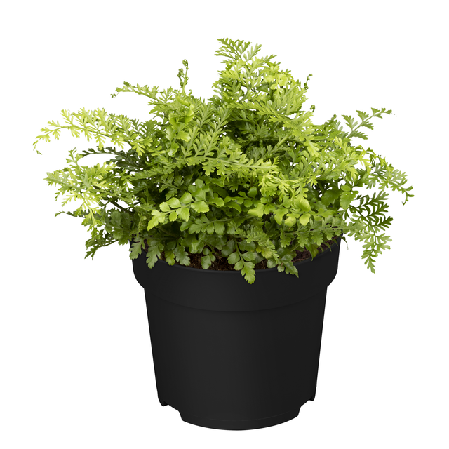 toom Streifenfarn 'Parvati' 12 cm Topf