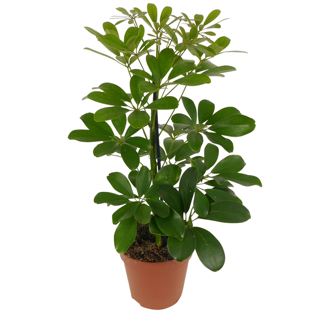 Strahlenaralie 'Nora' 13 cm Topf
