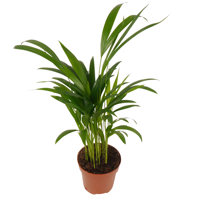 Bergpalme 12 cm Topf