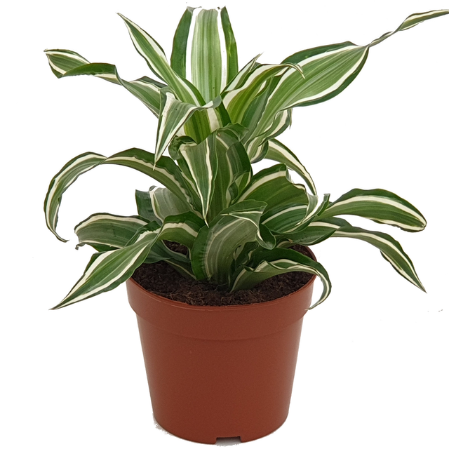 toom Drachenbaum verschiedene Sorten 12 cm Topf