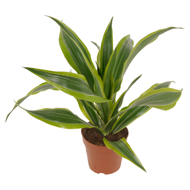 toom Drachenbaum 12 cm Topf