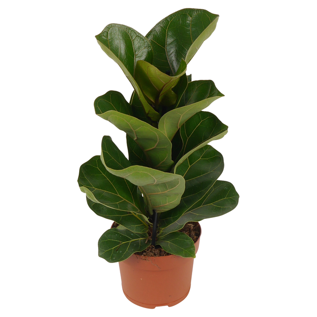 toom Bambino-Geigenfeige 12 cm Topf