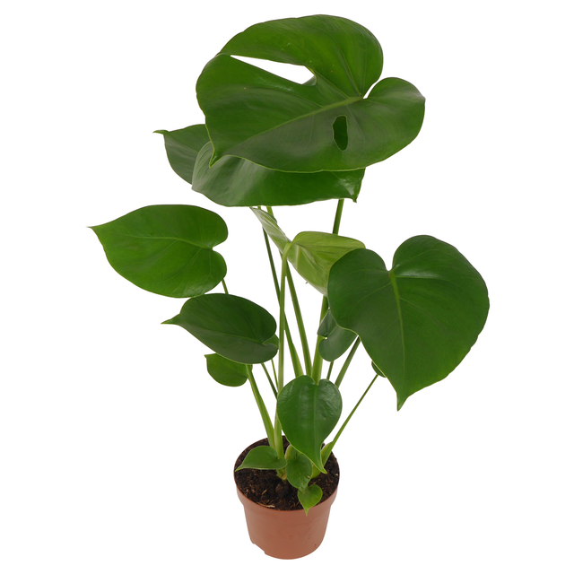 toom Monstera 12 cm Topf
