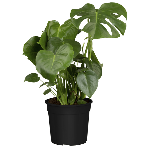 toom Monstera 21 cm Topf