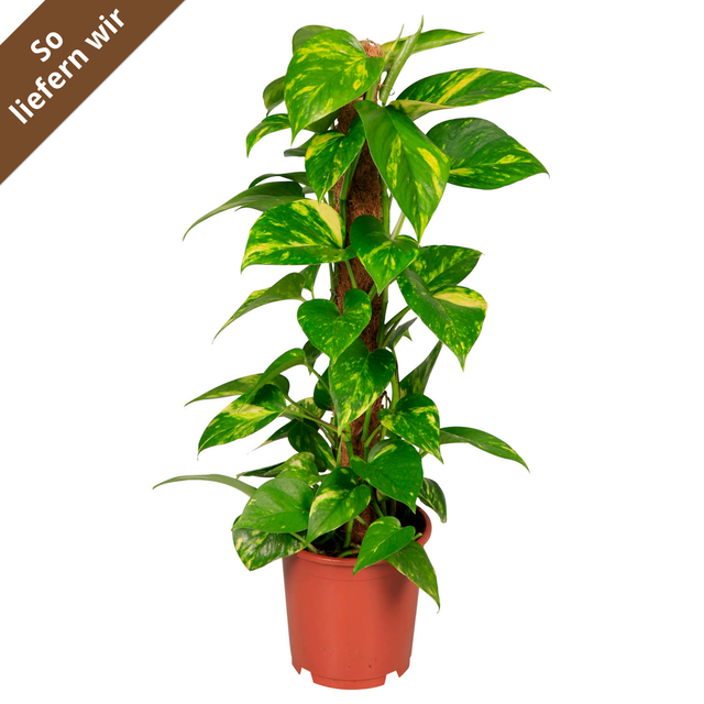 Luftverbesserer Goldene Efeutute am Moosstab 15 cm Topf