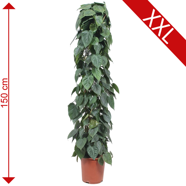 toom XXL-Baumfreund 27 cm Topf