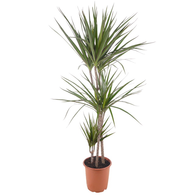 toom Drachenbaum 'Marginata' grün 3er-Tuff, 21 cm Topf