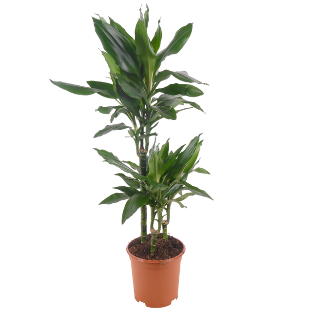 toom Drachenbaum grün 21 cm Topf