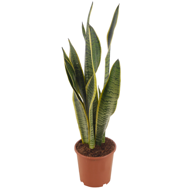 toom Bogenhanf 'Laurentii' gelb/gestreift 17 cm Topf