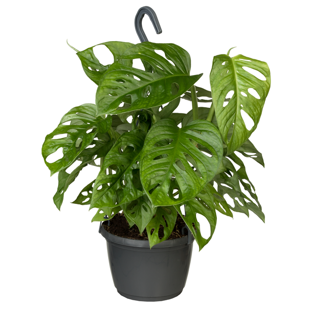 toom Monstera Ampel 'Monkey Leaf' 15 cm Topf