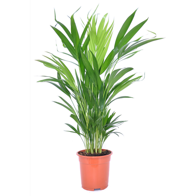 toom Goldfruchtpalme 17 cm Topf