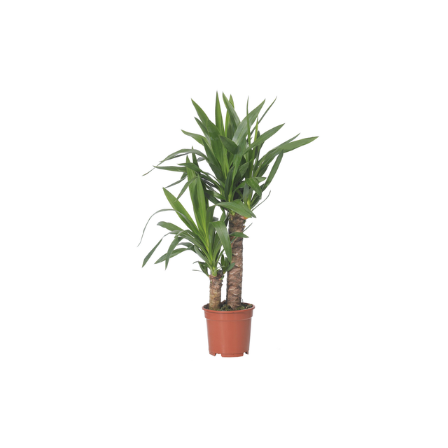 Yucca 2-stämmig 17 cm Topf