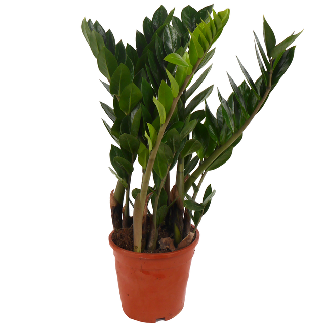 toom Glücksfeder 17 cm Topf