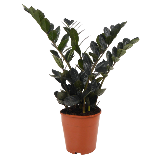Glücksfeder 'Black Raven' 14 cm Topf