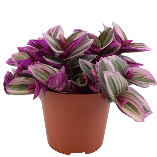 Eden Collection Dreimasterblume 'Nanouk' 12 cm Topf