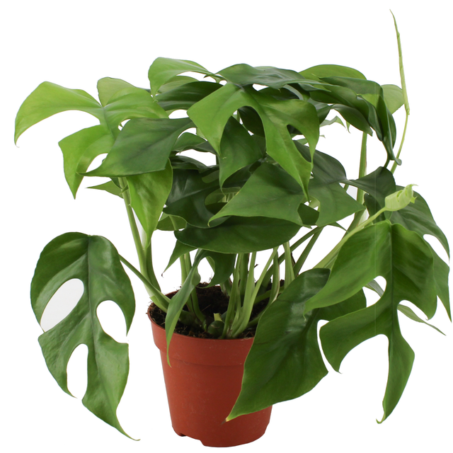 Eden Collection Kleines Fensterblatt 12 cm Topf