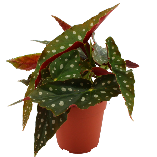 Eden Collection Forellenbegonie 12 cm Topf