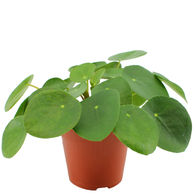 Eden Collection Ufopflanze 12 cm Topf