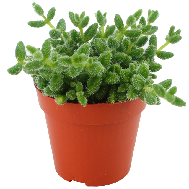 Eden Collection Gurkenpflanze 12 cm Topf