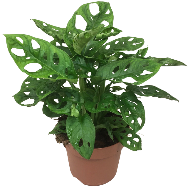 toom Monstera 'Monkey Leaf' 12 cm Topf