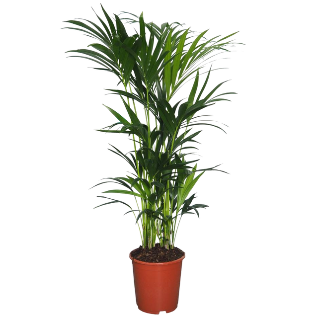 toom Kentiapalme 150 cm, 27 cm Topf