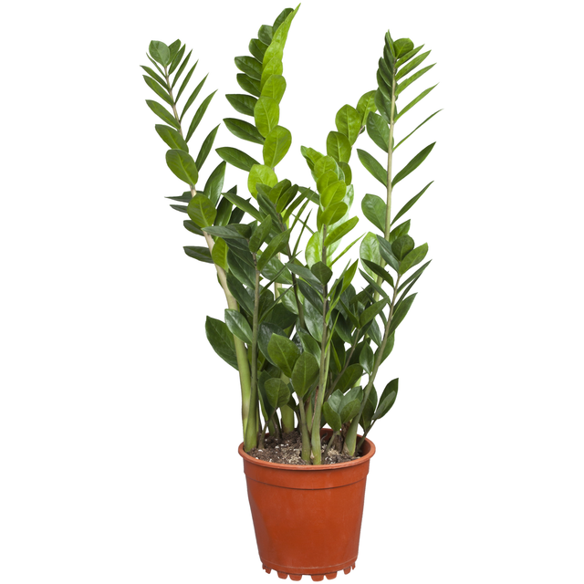 toom Glücksfeder 21 cm Topf