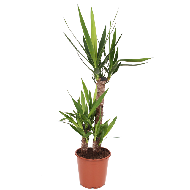 toom Palmlilie 'Yucca' 21 cm Topf