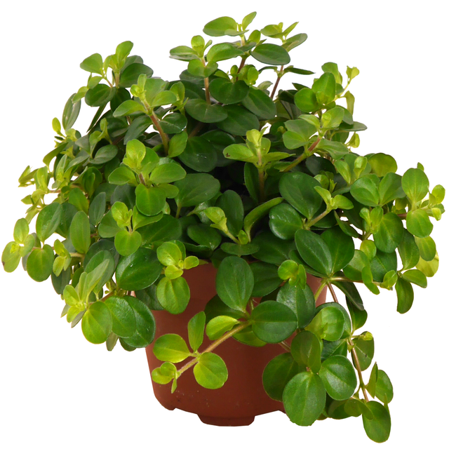Eden Collection Rundblättrige Peperomie 10,5 cm Topf