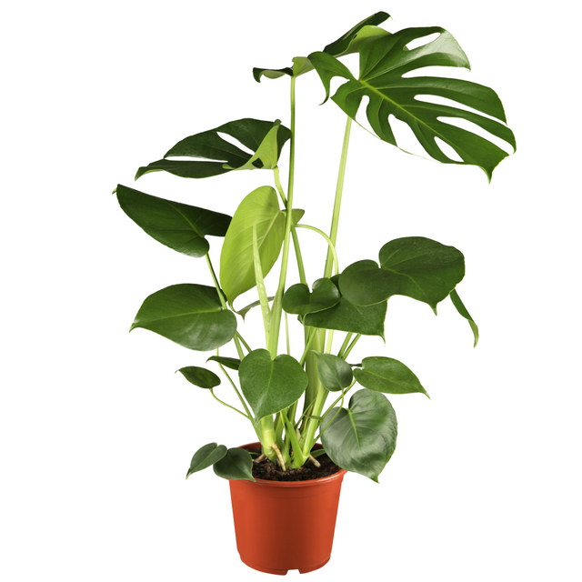 toom Monstera Fensterblatt 17 cm Topf