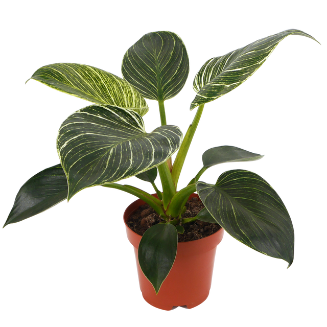 toom Philodendron 'White Wave' 12 cm Topf
