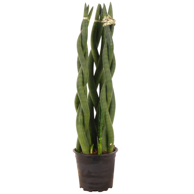 toom Bogenhanf gedreht 17 cm Topf