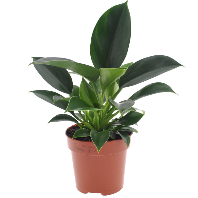 toom Baumfreund 'Green Princess' 12 cm Topf
