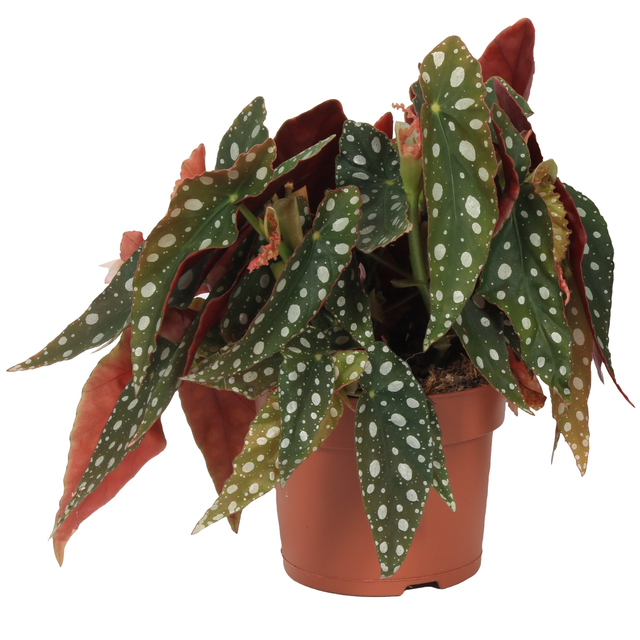 Forellenbegonie 'Silverspot' 12 cm Topf