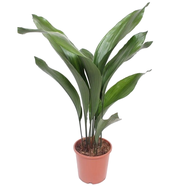toom Schusterpalme 70 cm, 17 cm Topf