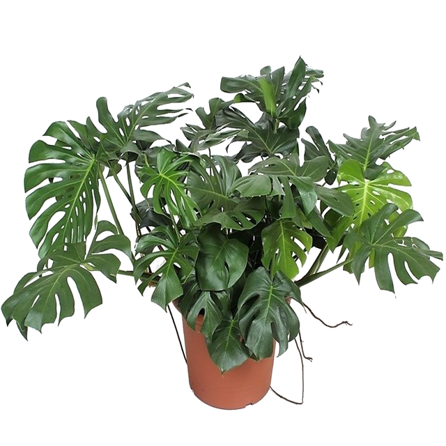 toom XXL-Monstera 130 cm, 55 cm Topf