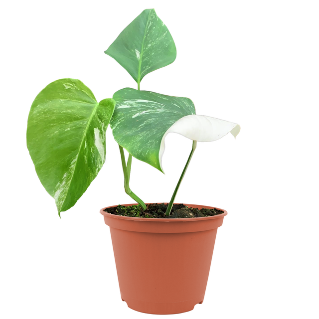 toom Monstera 'Variegata' 17 cm Topf