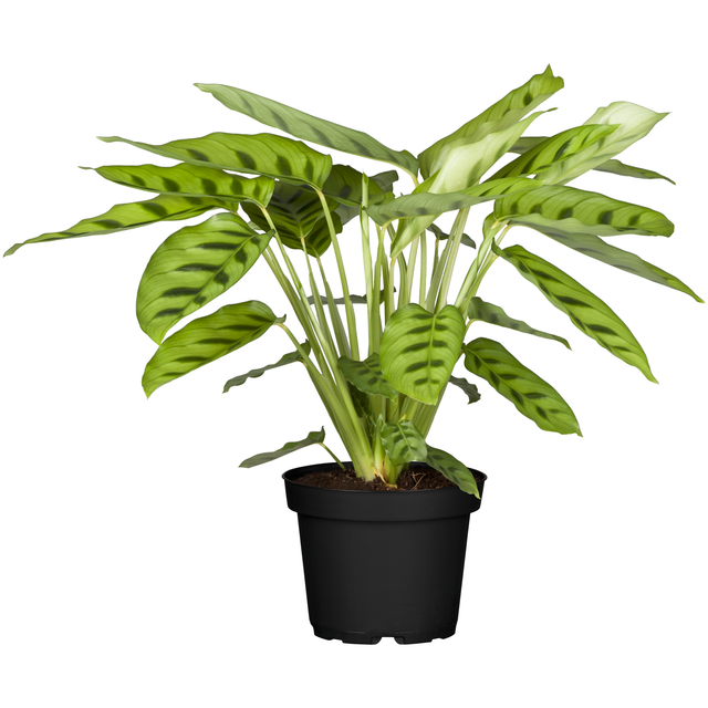 toom Calathea verschiedene Sorten 11 cm Topf