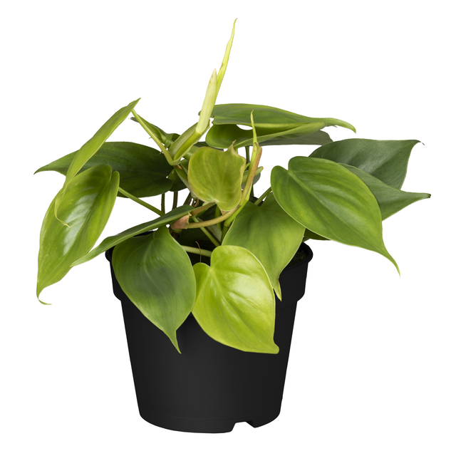 toom Baumfreund 12 cm Topf