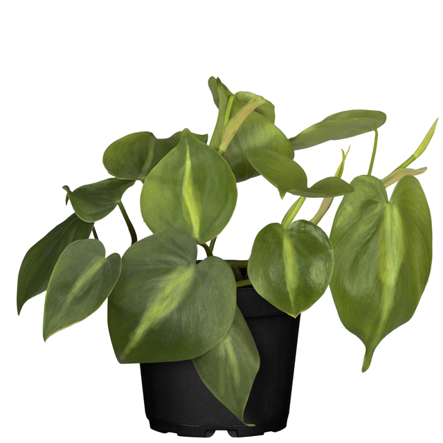 toom Baumfreund 'Brasil' 12 cm Topf